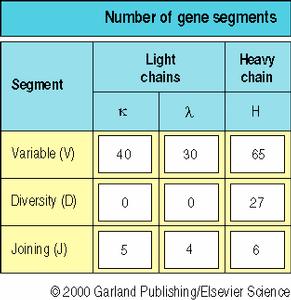 Any gene segment can recombine with any other gene segment =