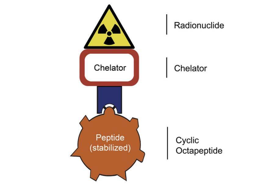 Peptide Receptor Radionuclide Therapy (PRRT) [ 111 In-DTPA 0 ]Octreotide [ 90 Y-DOTA 0,Tyr 3 ]Octreotide [ 177 Lu-DOTA0,Tyr 3