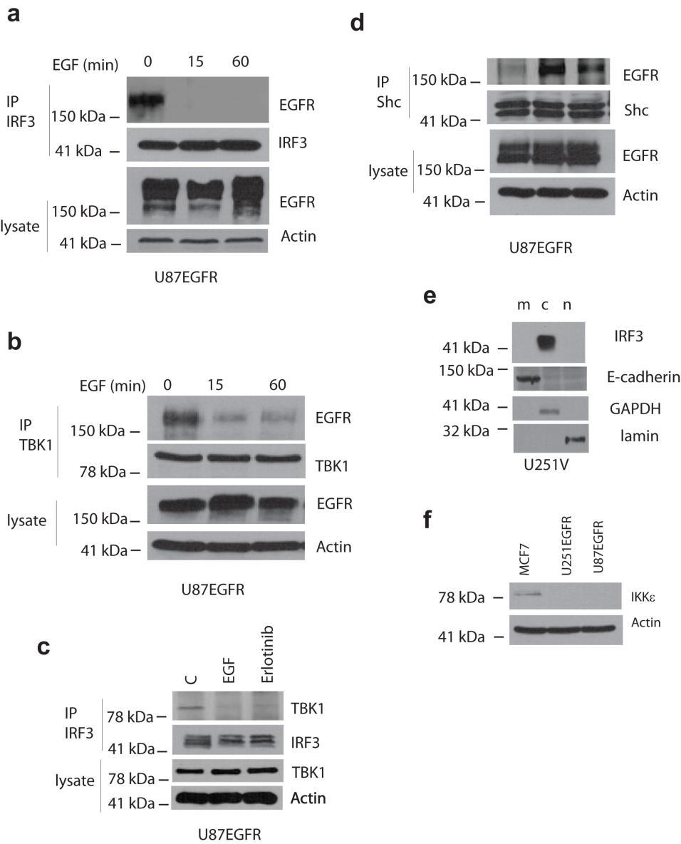 Supplementary Figure 11 EGFR associated signaling complexes (a) EGFR co-immunoprecipitates with IRF3 in U87EGFR cells in the absence of EGF.