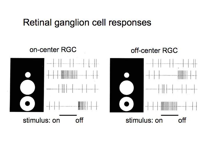 CenterSurround Cells in Retina Turning to retinal ganglion cells in cats, Steven Kuffler found that in when the cat was in darkness or diffuse light the neurons fired at a basal rate (120 Hz) Some