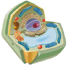cell theory In 1855, a German medical doctor named observed, under the microscope, He reasoned that all cells come from other Cell