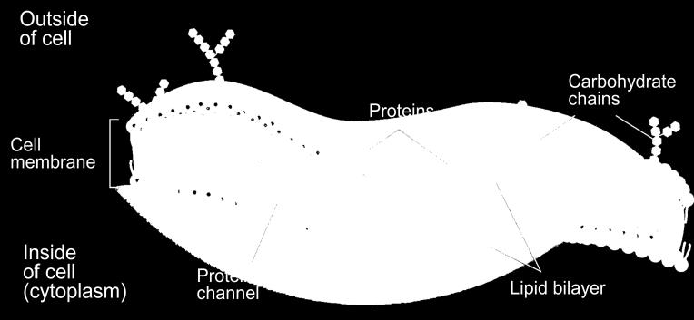 cells Controls what the cell Phospholipids Heads contain and are (attract water) Tails are made of
