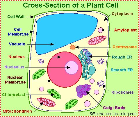 pigments for Photosynthesis - Factors Affecting Cell Size (plasma membrane surface) is determined by