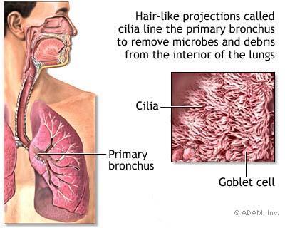 Cilia and Flagella o Cilia are tiny hair-like projections found on the outer surface of the plasma (cell) membrane o