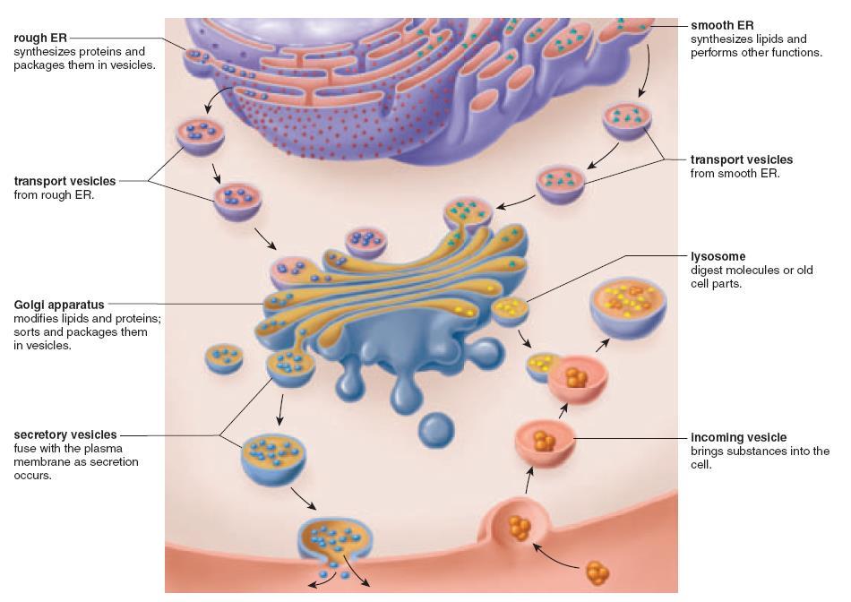 Biology 12 The Endomembrane System The endomembrane system consists of: 1) Nuclear envelope 2) Rough endoplasmic reticulum 3) Smooth endoplasmic reticulum 4) Golgi apparatus 5) Several classes of