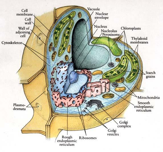 Biology 12 Plant Cell Biology Since plant cells need to carry out similar functions as animal cells, they have many of the same organelles.