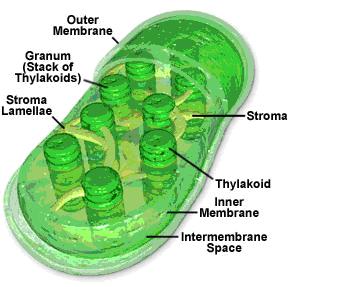 Biology 12 Large Central Vacuole A storage tank for water and nutrients and a place for cellular digestion.