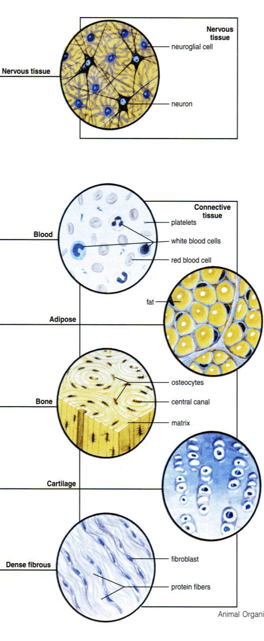 Groups of cells similar in structure and that perform common or related functions are called tissues. Cells tissue orga