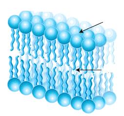 fluidity of the plasma membrane allows cells to change shape and size as needed o acts as a boundary layer to contain the cytoplasm (fluid in cell) o selectively permeable to select chemicals that