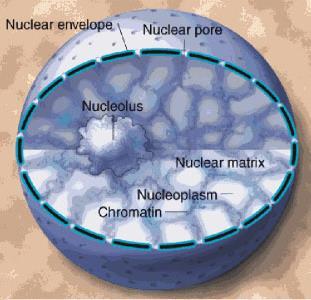 Nucleus o a prominent organelle separated from cytoplasm by the nuclear envelope, contains nucleoplasm, DNA and a nucleolus o Often called the control center of the cell