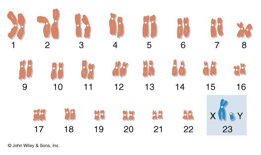 Karyotype of Human Chromosomes 22 pairs