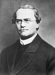 Mendel deduced the basic principles of genetics by breeding pea plants: Background A. Background 3. Gregor Mendel, a 