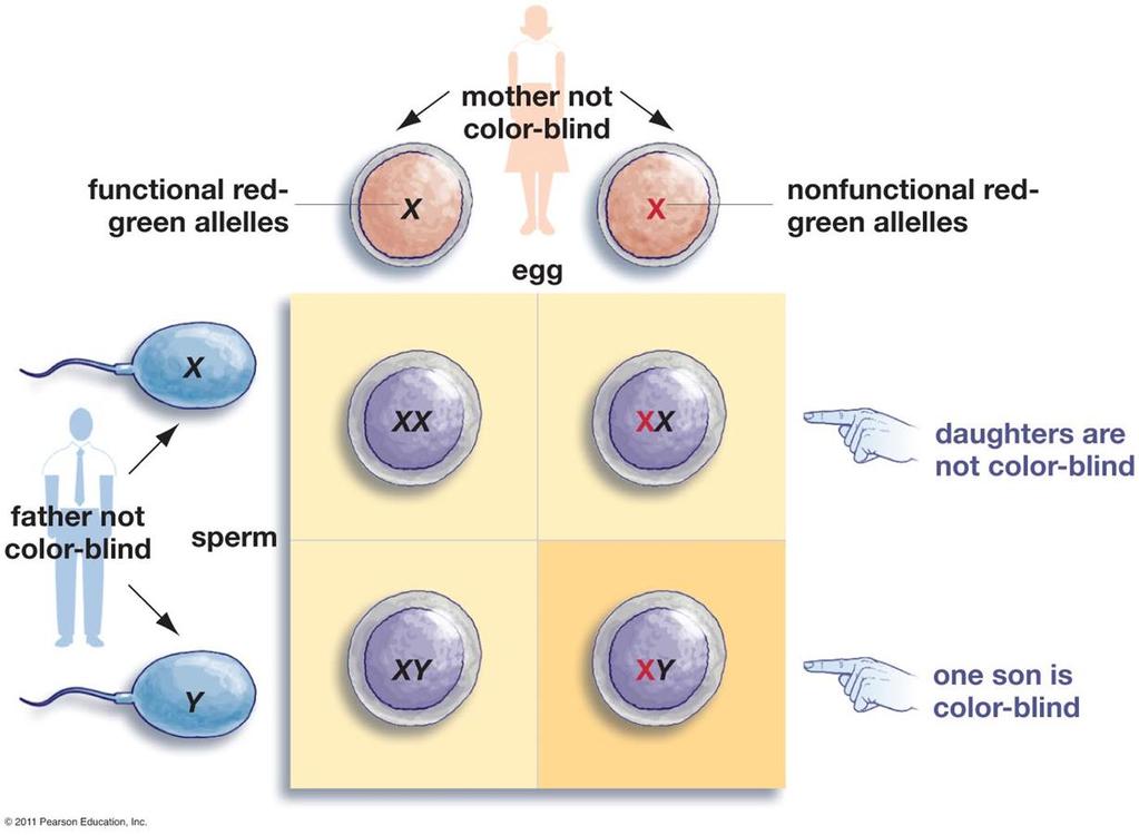 X-Linked Recessive Inheritance in Humans Males do not have a 2 nd X (homologous