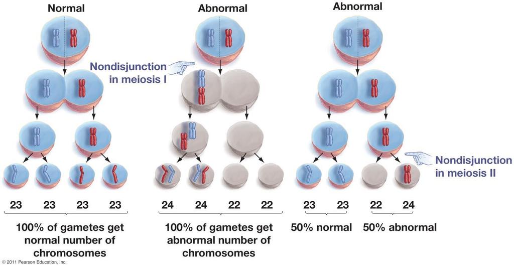 Mistakes during meiosis can produce gametes with abnormal numbers of chromosomes: Normally gametes are haploid or n B.