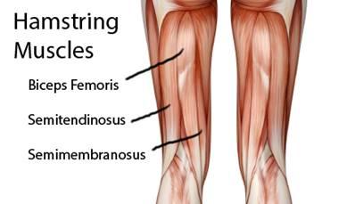 Anatomical Description and Relationship to the Biomechanics of Running The hamstring muscle group comprises three muscles - biceps femoris, semitendonosus and semimembranosus.