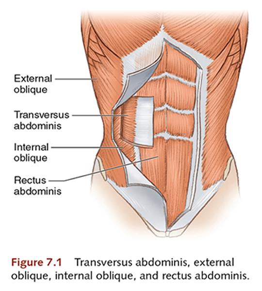 The abdomen is the region lying between the proximal chest and the distal pelvis. Four muscles provide shape and movement to the anterior abdominal wall.