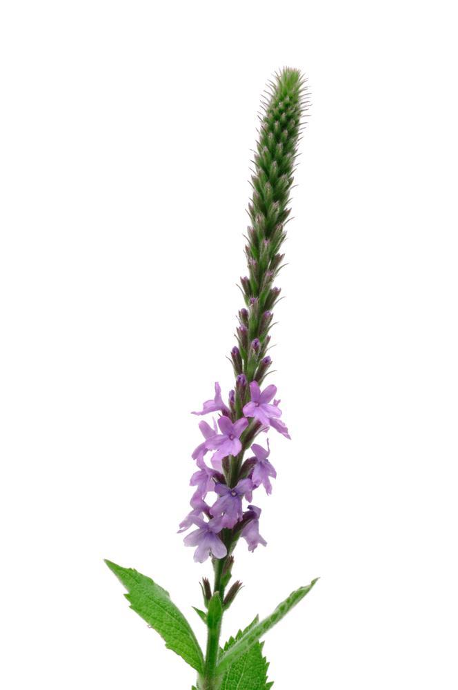 Growing Conditions Like all other plants, the blue vervain has its own specific conditions needed in which to grow. It grows best when planted in areas with partial to full sun exposure.