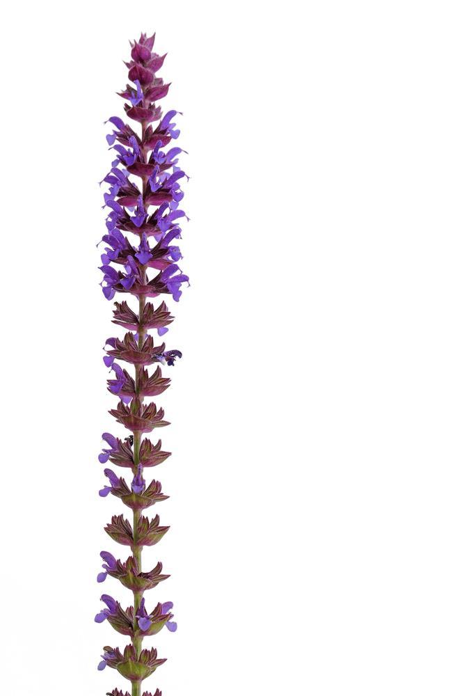 Uses in Industries Cont. Medicinal Blue vervain offers many medicinal benefits.