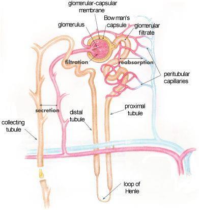 URINE FORMATION *nephrons remove wastes from blood and regulate
