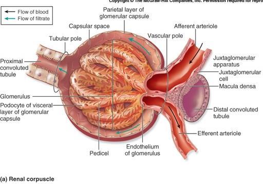1) GLOMERULAR FILTRATION: occurs due to pressure pushing the fluid