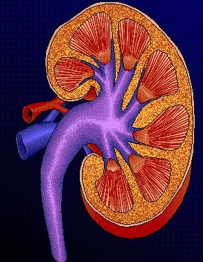 KIDNEYS located high on the posterior abdominal