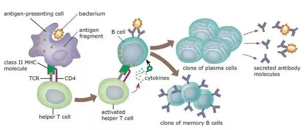 B cell response Macrophage and helper T cell