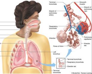Respiratory system Airway: from nasal