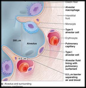 (asthma, bronchitis) Surface tension at alveoli Surface tension whenever water layer meets air