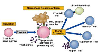 Macrophages wear what they eat (in this case, self