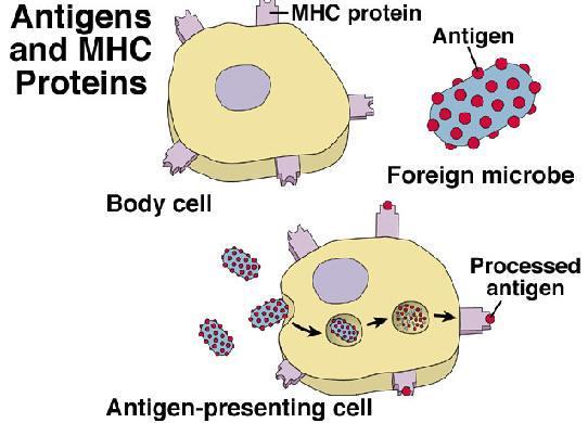 Self marker + antigen MHC protein Antigen Body