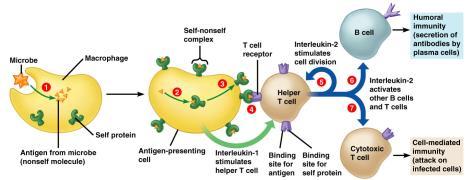 Antigen-presenting cell Helper T-cell