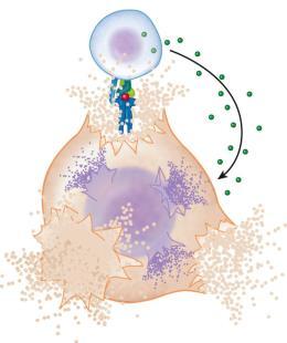 How Killer T-cells kill body cells Viral antigen is displayed on surface of host cell with self-antigen Virus invaded host cell Foreign viral antigen Self-antigen How Killer T-cells kill body cells