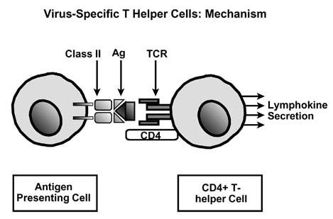with regard to their immune response. The importance of CD8+ CTLs is seen throughout the course of HIV disease.