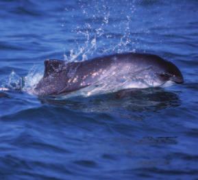 Atlantic and Gulf of Mexico Marine Mammals not reaching the Zero Mortality Rate Goal 3 Species Stock ZMRG Estimated annual takes Takes above zmrg Bottlenose Dolphin Western North Atlantic- Coastal 21.