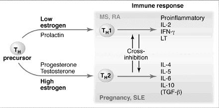 Susceptibility Factors Gender Does estrogen cause Th2 bias and increased lupus?