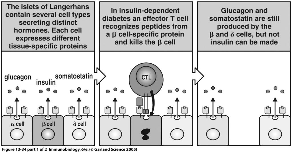 T cell Mediated Autoimmune Diseases Multiple sclerosis (MS) T cell responses to myelin basic protein (MBP). The destruction of the myelin sheath results in neurological symptoms.