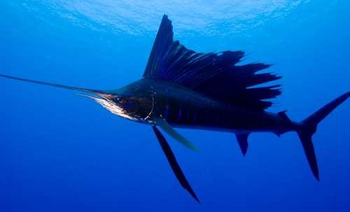What is the Fastest Fish in oceans?