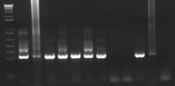 gel Various figure PCR shows results the from DNA the marker