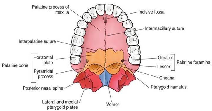 Consists of 5 sets of muscles intertwined with each other The Palate How Do Forces on the Palate Affect Structure?