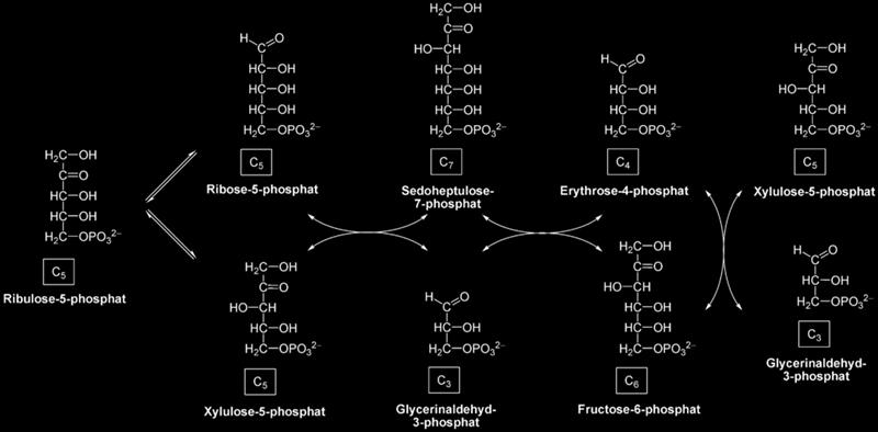 1 st step: ribulose can either undergo epimerization yielding xylulose 5- phosphate by phosphopentose Epimerase Or isomerization yielding the aldose ribose 5-phosphate by ribose 5-Phosphoisomerase