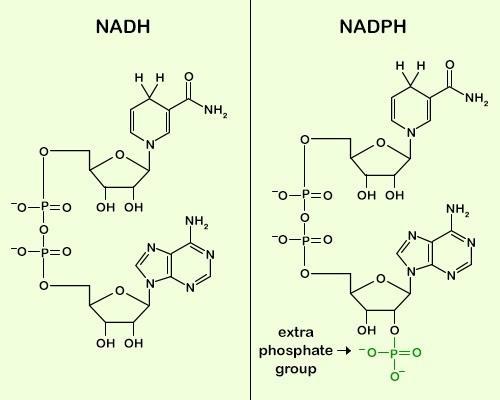 the NADP+/ NADPH ratio is about 1/10 while the NAD+/NADH ratio is 1000/1).