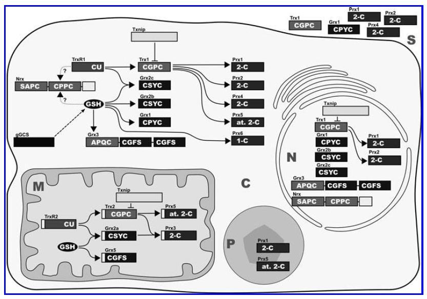 More detailed view of their cellular compartment E.M. Hanschmann et al.