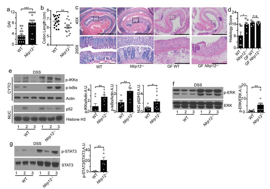 Supplementary Figure 2 Conventionally raised Nlrp12 / mice display exacerbated colitis.