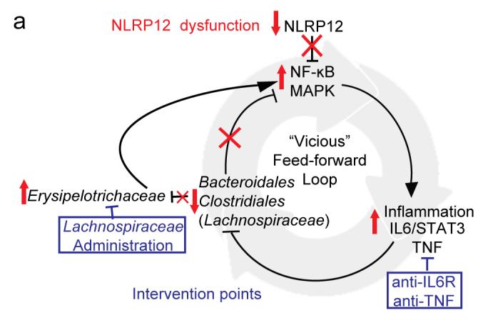 Supplementary Figure 7 Model for the role of NLRP12 in maintaining intestinal homeostasis between host innate immunity and intestinal commensal symbiosis.