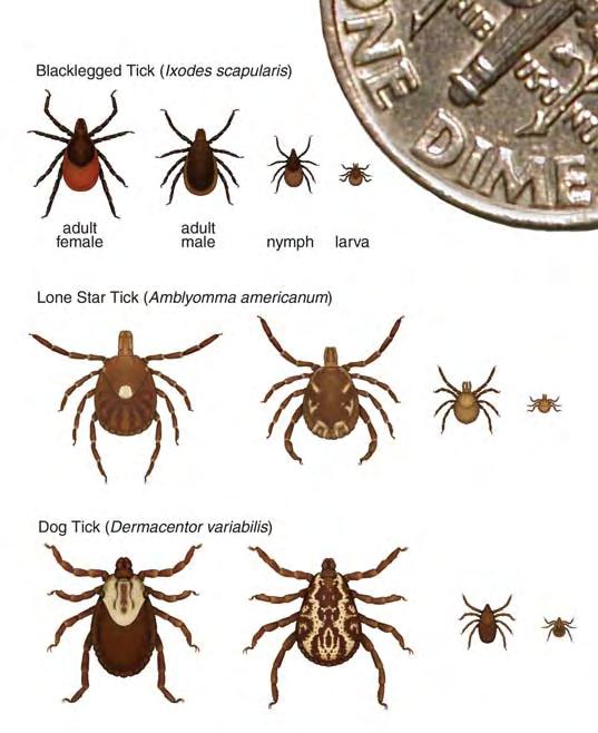 Vol. 55 / RR-4 Recommendations and Reports 7 These features include 1) history of tick bite or exposure, 2) recent travel to areas endemic for TBRD, and 3) similar illness in family members,
