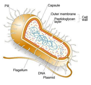 Bacterium Capsule (sticky, biofilm), Pili (attach), DNA, flagellum (moving); prokaryote Most