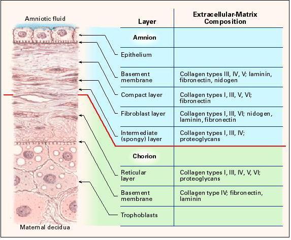 Placental Membranes as Scaffolds: Amnion or Chorion Membranes Amnion Chorion Collagen based matrix ~25-35%