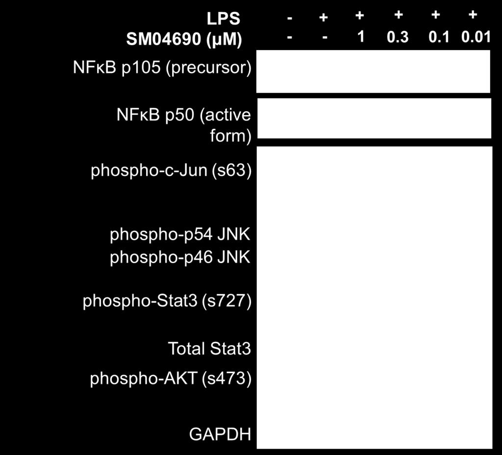 SM04690 for 4hrs Levels of proteins were measured by Western blot SM04690