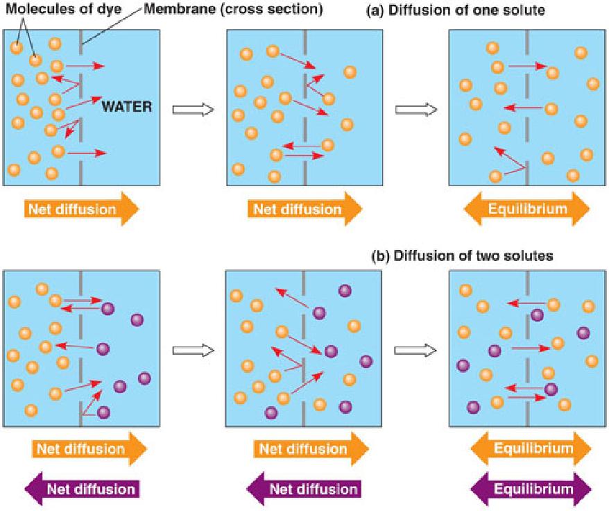 Even when equilibrium is reached, particles of a solution continue to move across the membrane in both directions.