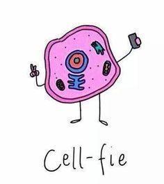 Cells & Transport